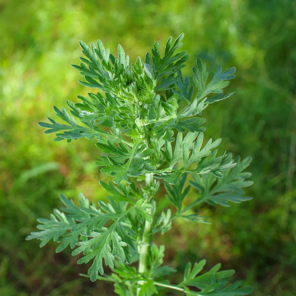 Wormwood