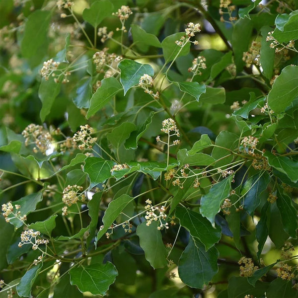 Camphor